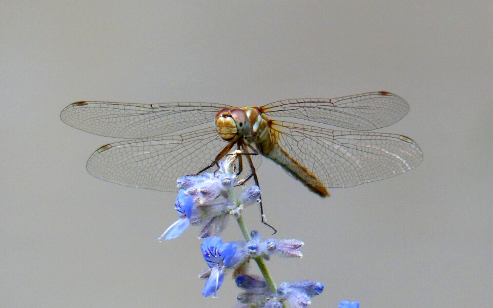 Wings nature