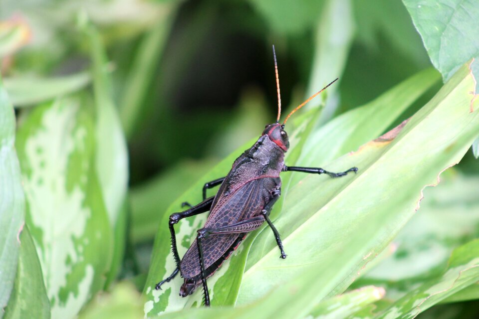 Insect cricket Free photos