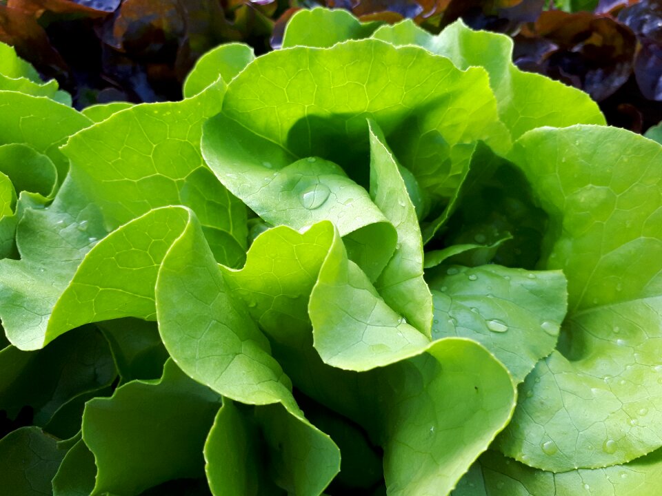 Food vegetable fresh