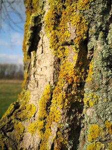 Lychen yellow nature