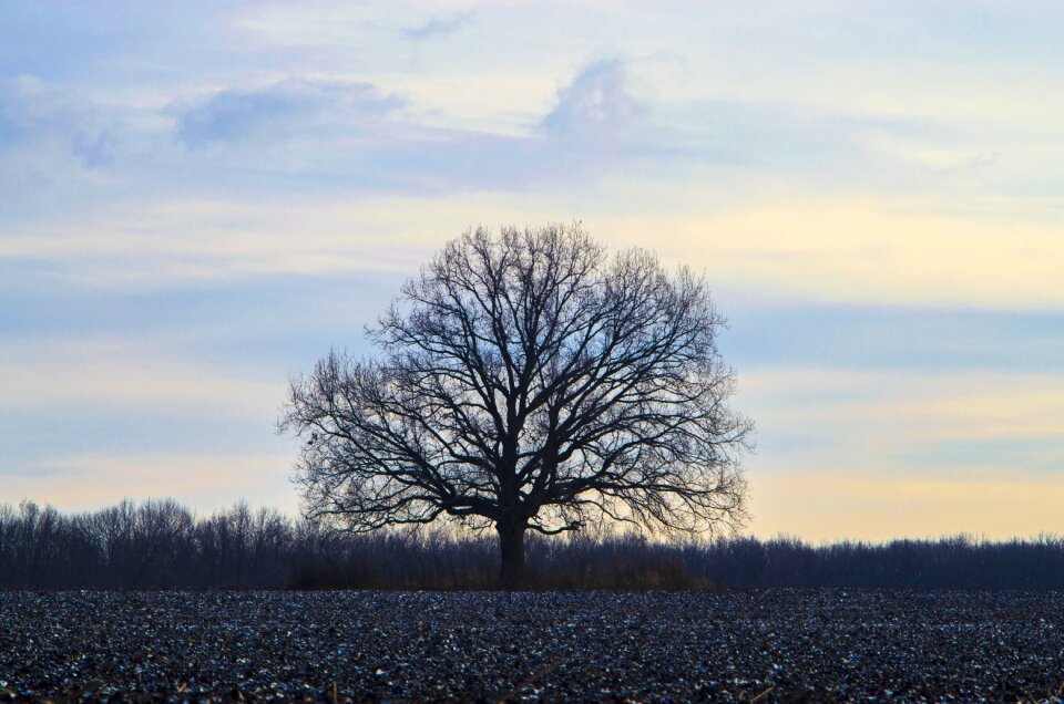 Oak silhouette nature