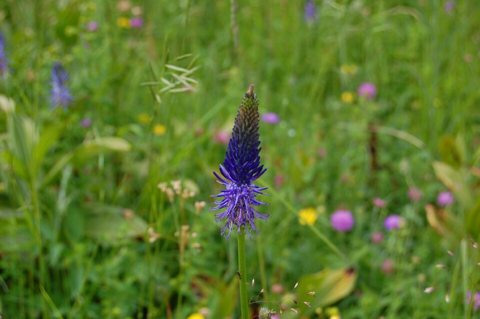 Hayfield flora