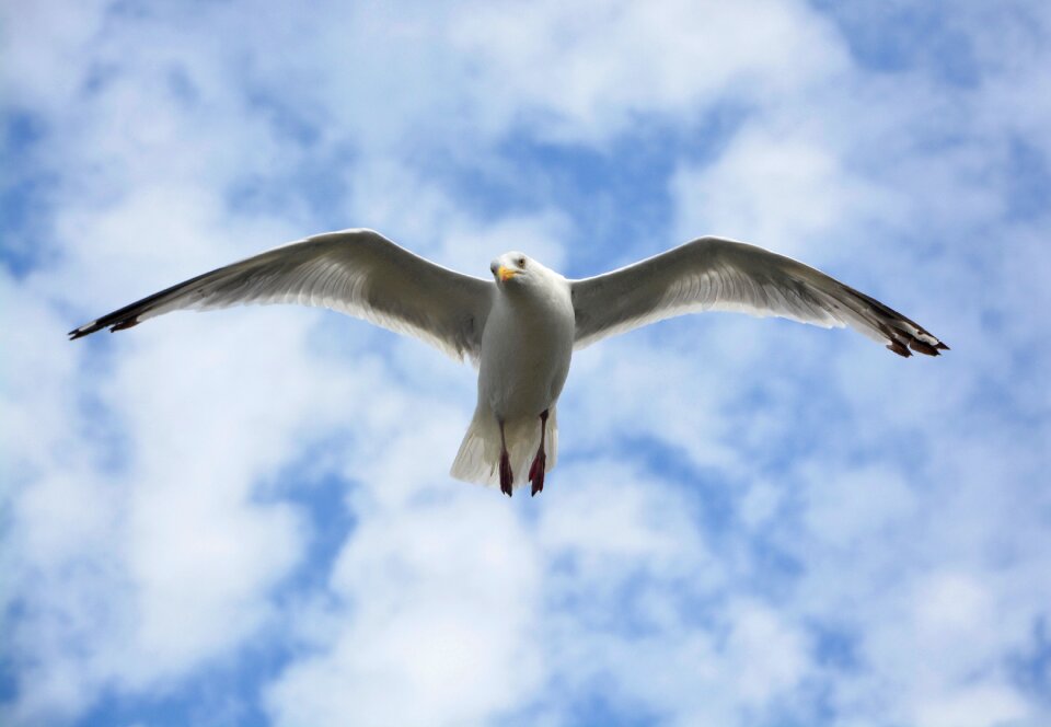 Seabird ornithology wildlife bird