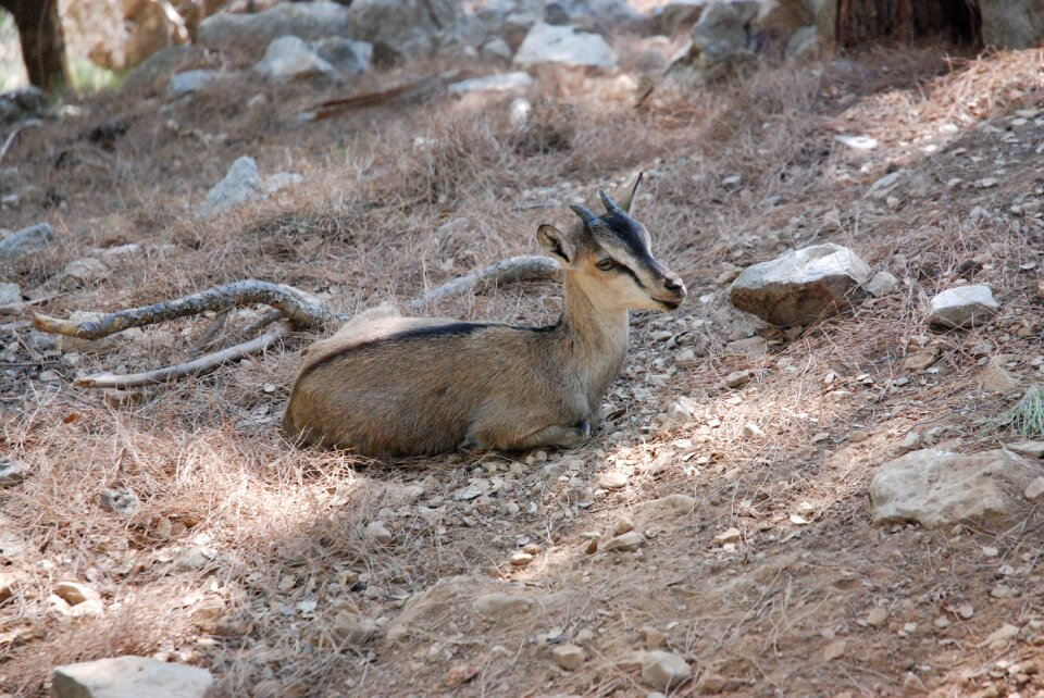 Wild animal closeup goat