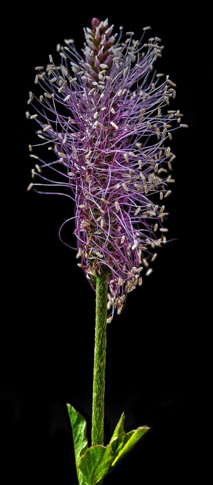 Plant hoary plantain plantago media
