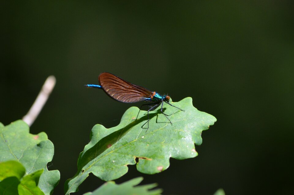 Fauna leaf dragonfly