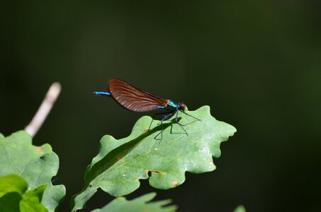Fauna leaf dragonfly photo