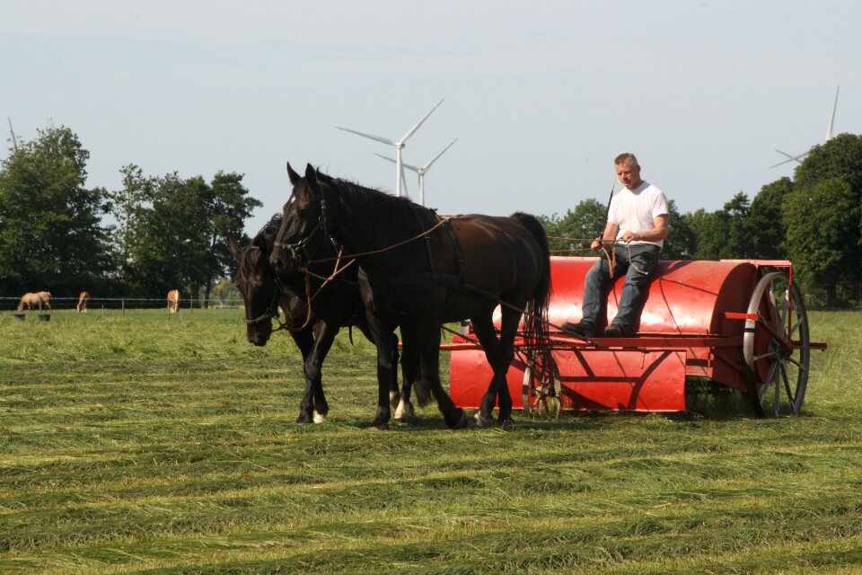 Haymaking horses groningen