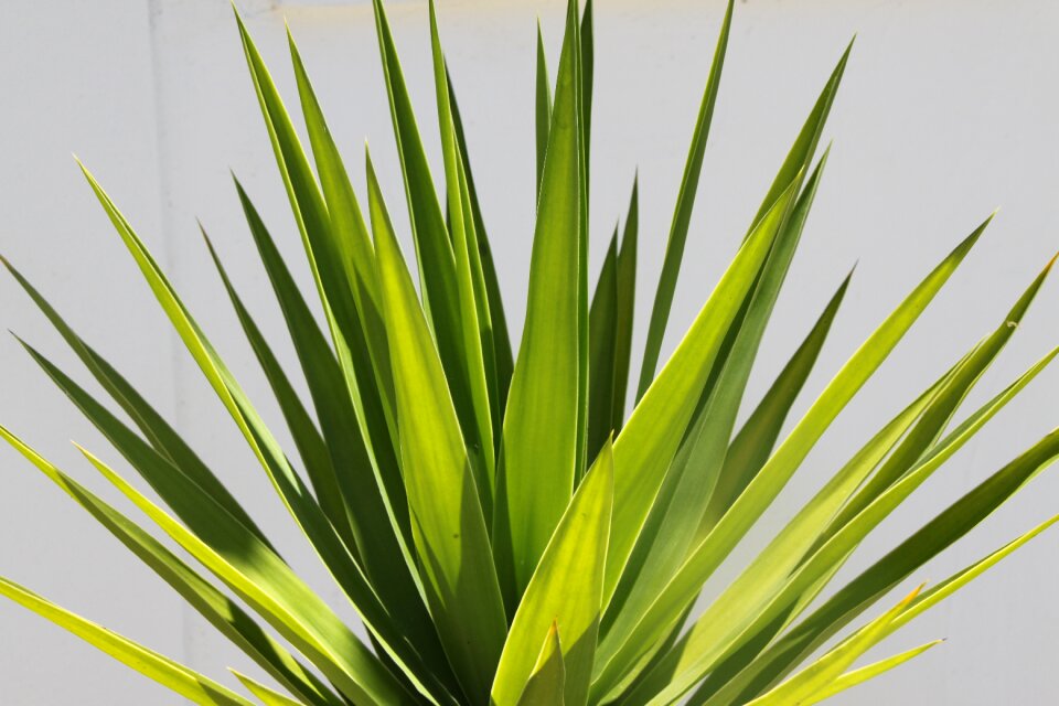 Shadow plant tropics