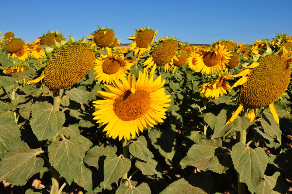 Flower field season
