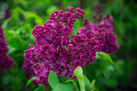 Garden sheet lilac