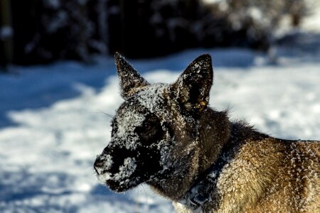 Snow slovakia the belgian sheepdog photo