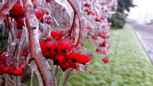Flower berries winter