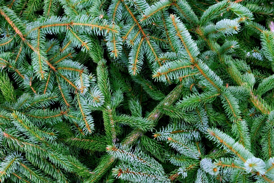 Branch nature plant