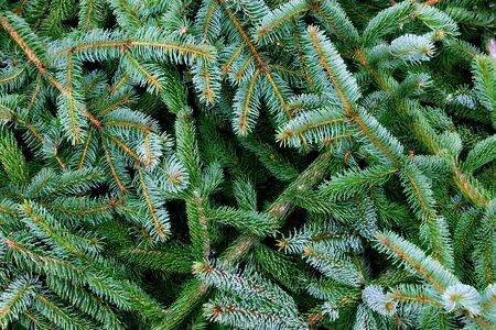 Branch nature plant