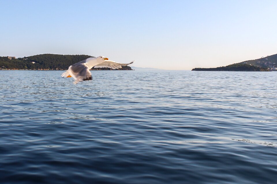 Bird sky ocean