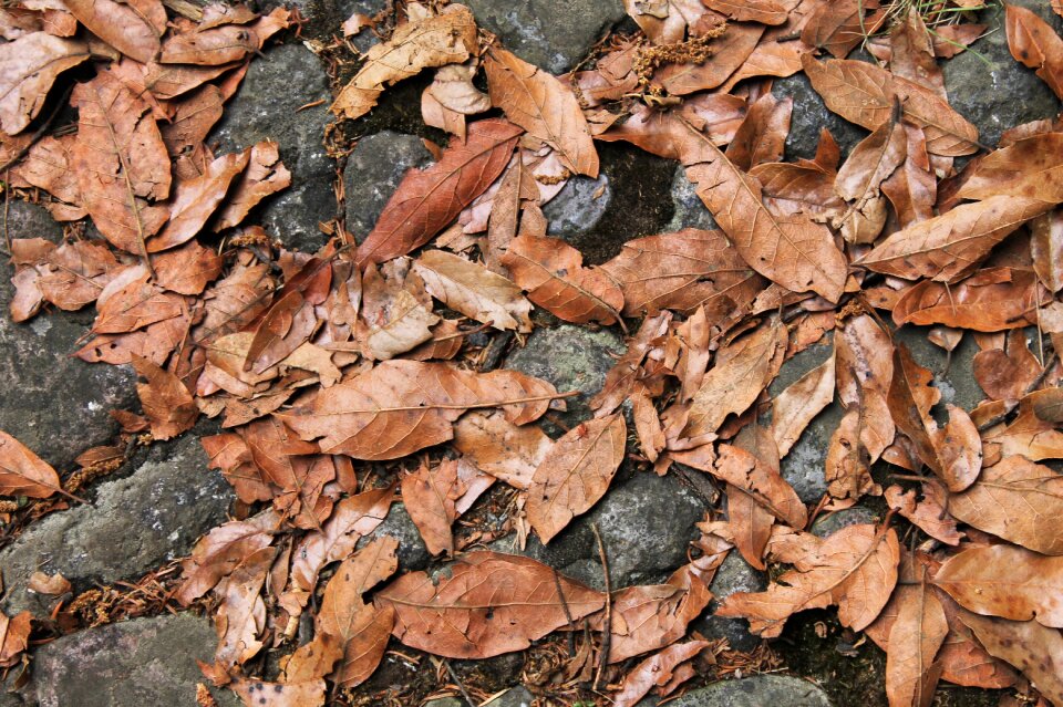 Pattern leaf outdoors
