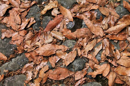 Pattern leaf outdoors