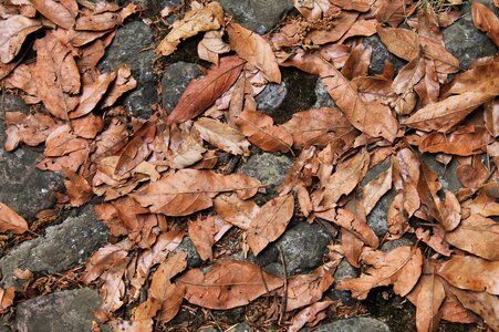 Pattern leaf outdoors photo