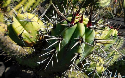 Plant nature spikes