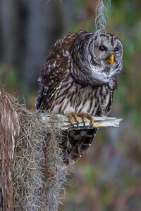 Nature gray owl photo