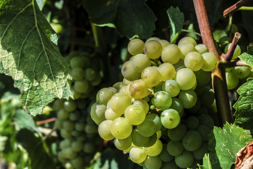 Wine food white grape