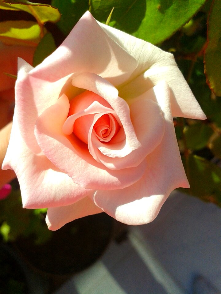 Blooming plant romantic