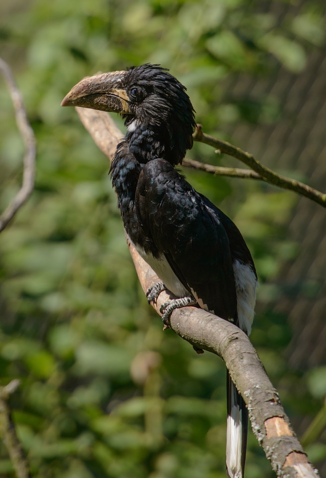 Black feather spring