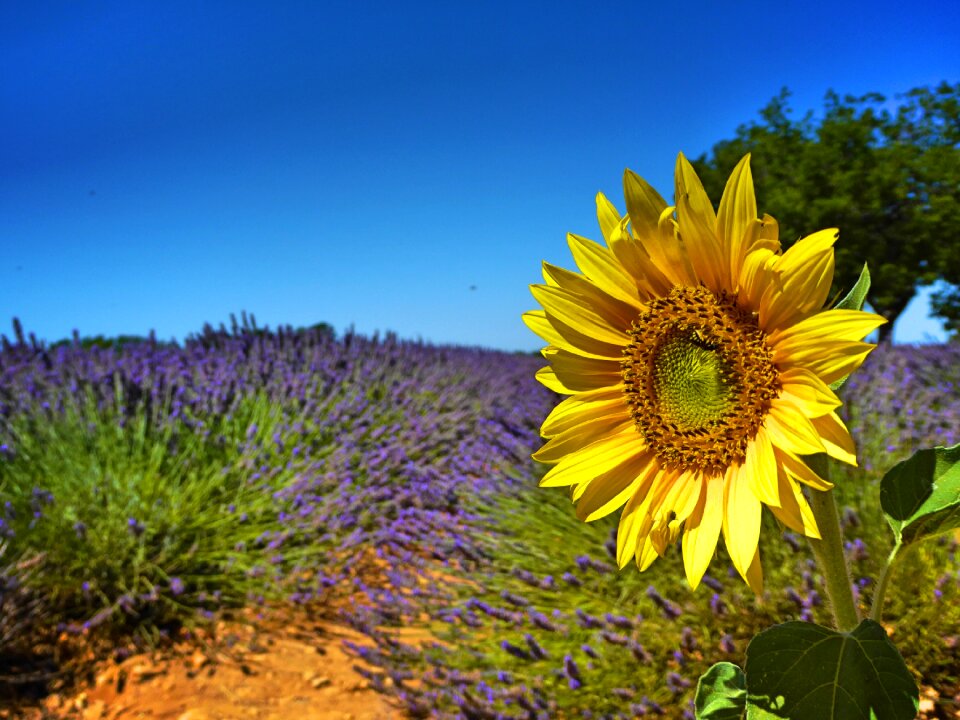 Flower field summer