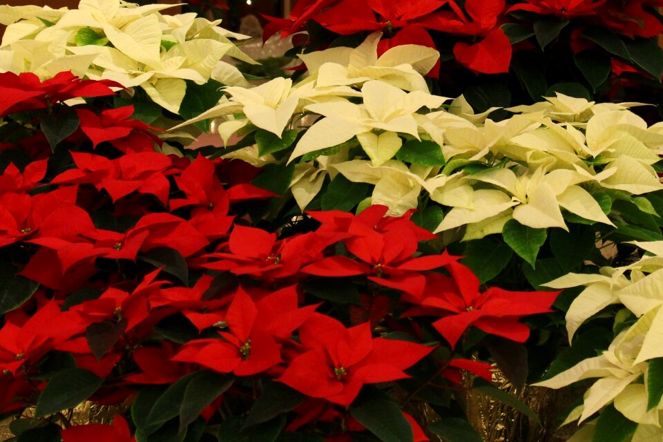 Flora nature christmas
