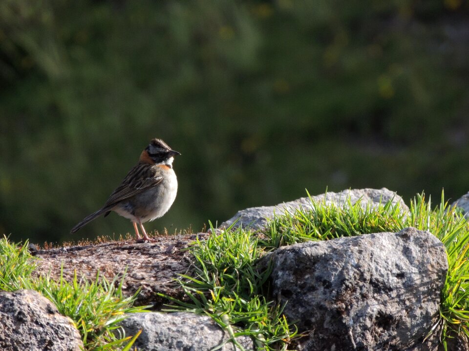 Wild life birds outdoors