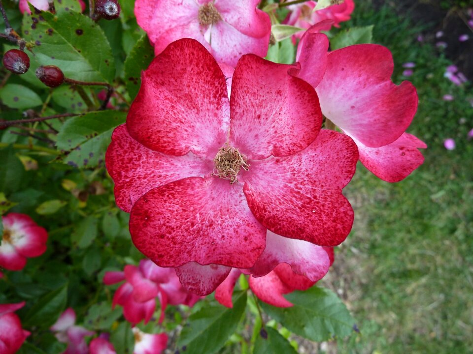 Nature flower petal