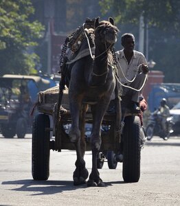 India pushkar working photo