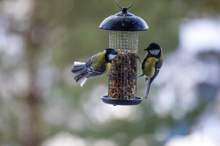 Eater outdoors bird feeder photo
