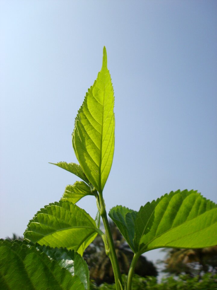 Growth ecology blue growth