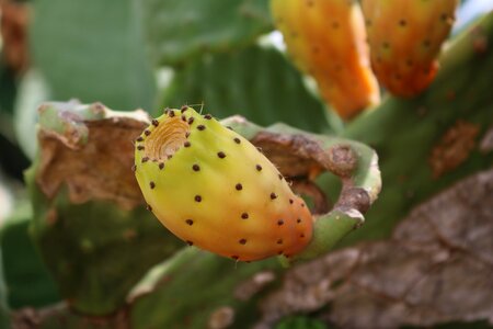 Prickly mediterranean cactus greenhouse