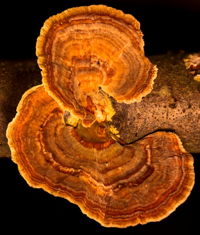 Velvety bark structure