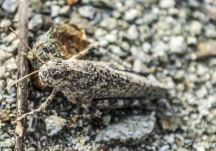 Reptile outdoors camouflage