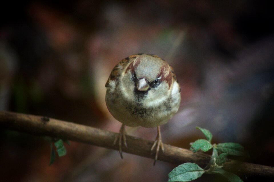 Small animal sparrow