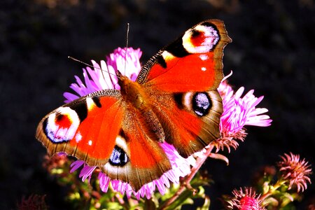 Painted peacock plants garden