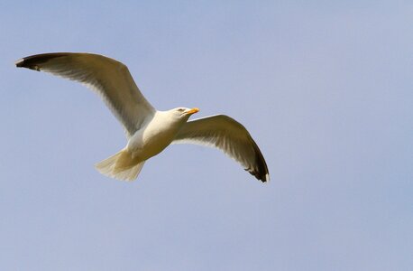 Bird flight white seagull wings
