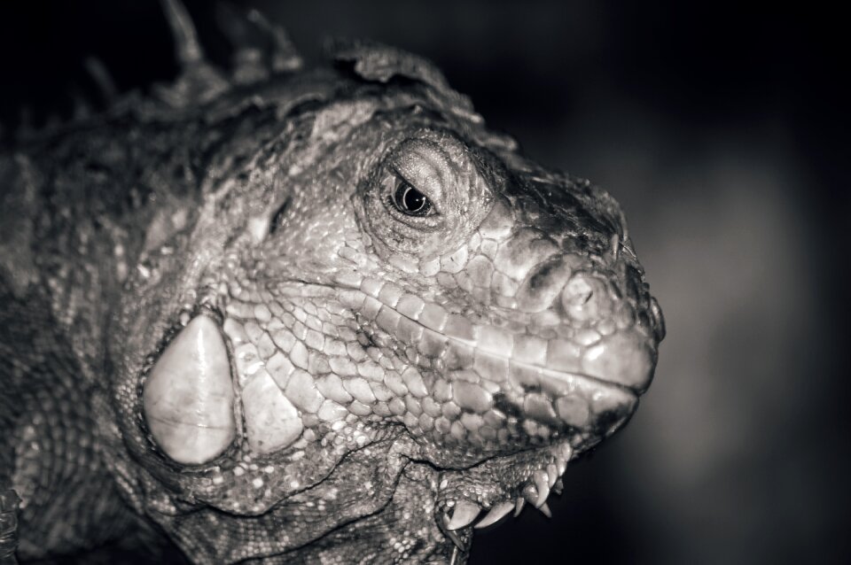 Nature reptile wildlife