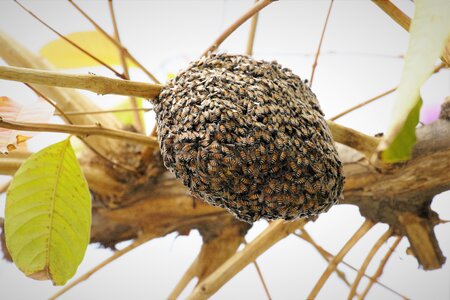 Insect animal nature