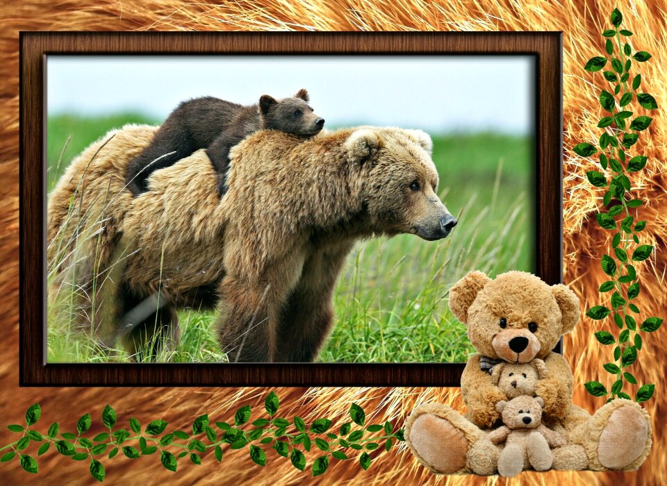 Nature mammals bear