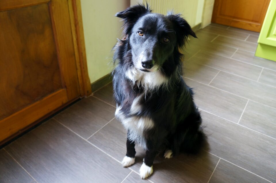 Portrait pet border collie