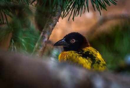 Nature outdoors animals