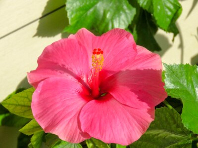 Leaf flower garden