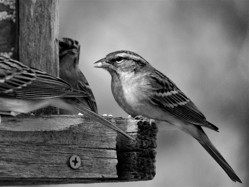Black and white wildlife