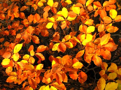 Foliage nature golden autumn photo