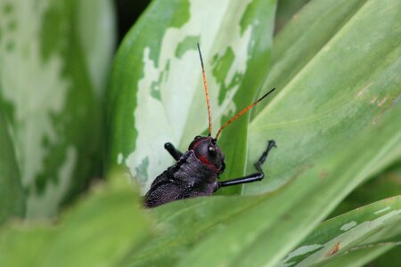 Insect cricket Free photos